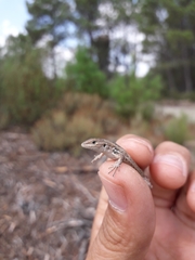 Psammodromus occidentalis
