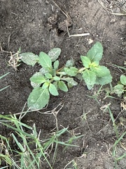 Mecardonia procumbens