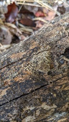 Henningsomyces candidus