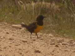 Pseudoleistes virescens