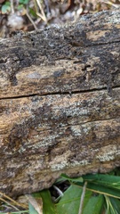 Henningsomyces candidus