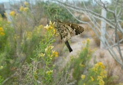 Thorybes dorantes calafia