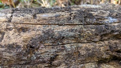 Henningsomyces candidus