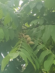 Juglans