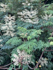 Aralia bipinnata
