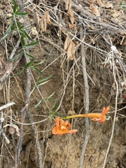 Bignonia longiflora