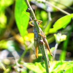 Schistocerca serialis