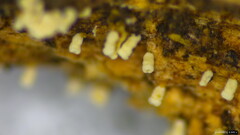 Henningsomyces candidus