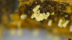 Henningsomyces candidus