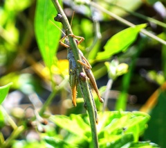 Schistocerca serialis