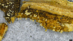 Henningsomyces candidus