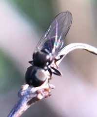 Pipunculidae