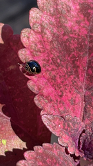 Coptosoma xanthogramma