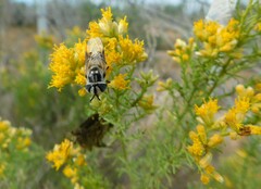 Copestylum fornax