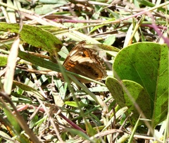 Junonia zonalis
