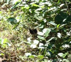 Battus polydamas