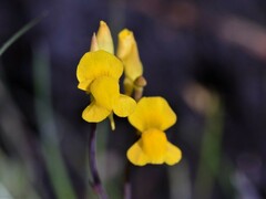 Utricularia odorata