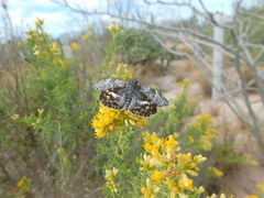 Chiomara georgina pelagica