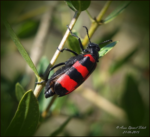 Mylabris oleae · iNaturalist