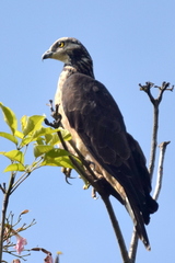 Pernis ptilorhynchus orientalis