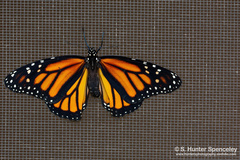 Danaus plexippus