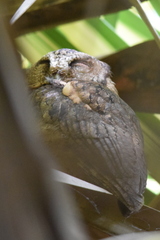 Otus lempiji