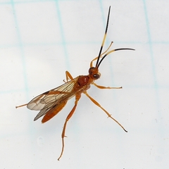 Cryptinae