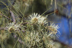 Hakea lorea lorea