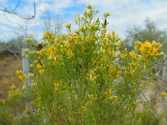 Xylothamia diffusa