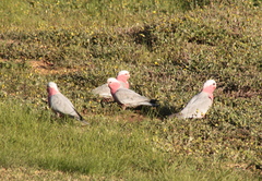 Eolophus roseicapilla albiceps