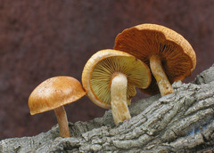 Gymnopilus suberis