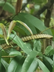 Dendrelaphis pictus