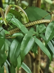Dendrelaphis pictus
