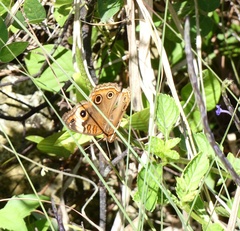 Junonia neildi