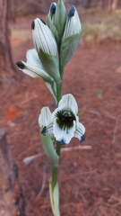 Chloraea bletioides