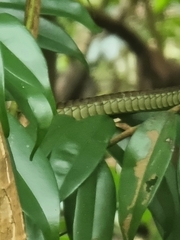 Dendrelaphis pictus
