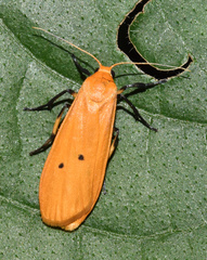Pseudocragia quadrinotata