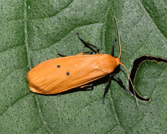 Pseudocragia quadrinotata