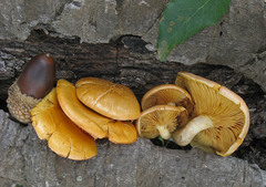 Gymnopilus suberis