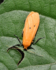 Pseudocragia quadrinotata