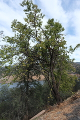Prunus amygdalus