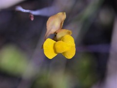 Utricularia odorata