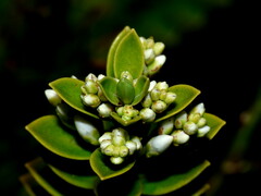 Veronica vernicosa