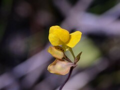 Utricularia odorata