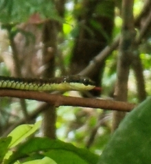 Dendrelaphis pictus