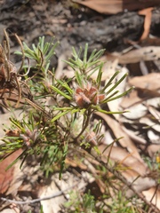 Pultenaea petiolaris