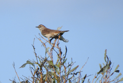 Cincloramphus mathewsi