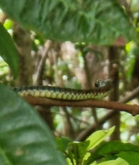 Dendrelaphis pictus