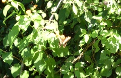 Heraclides andraemon