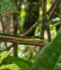 Dendrelaphis pictus